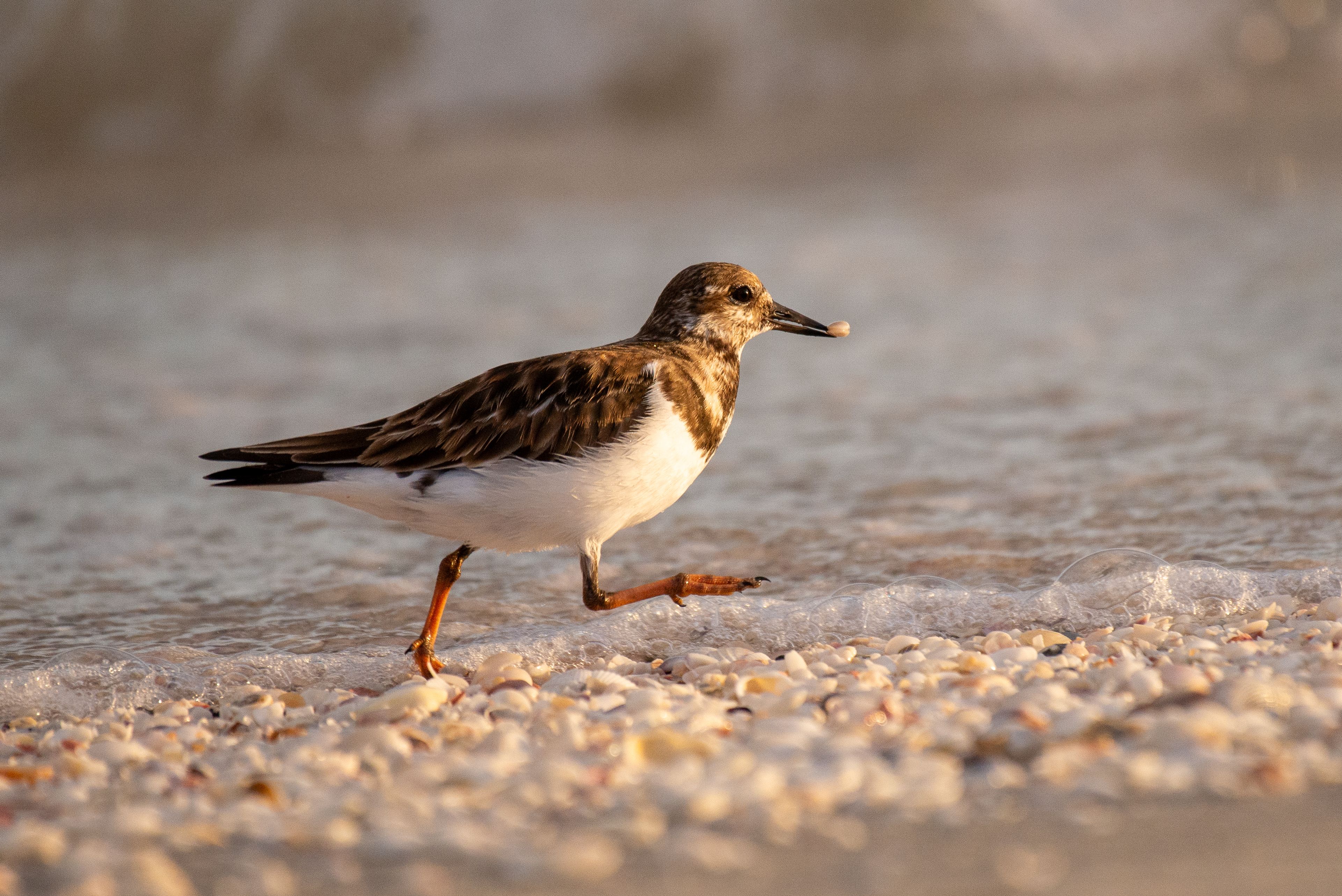 Close-up of a Ruddy Turnstone (Arenaria interpres) walking on Sanibel beach during sunset.