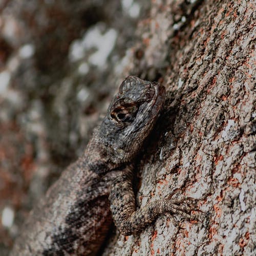 Lizard Camouflaging Itself on the Tree Bark
