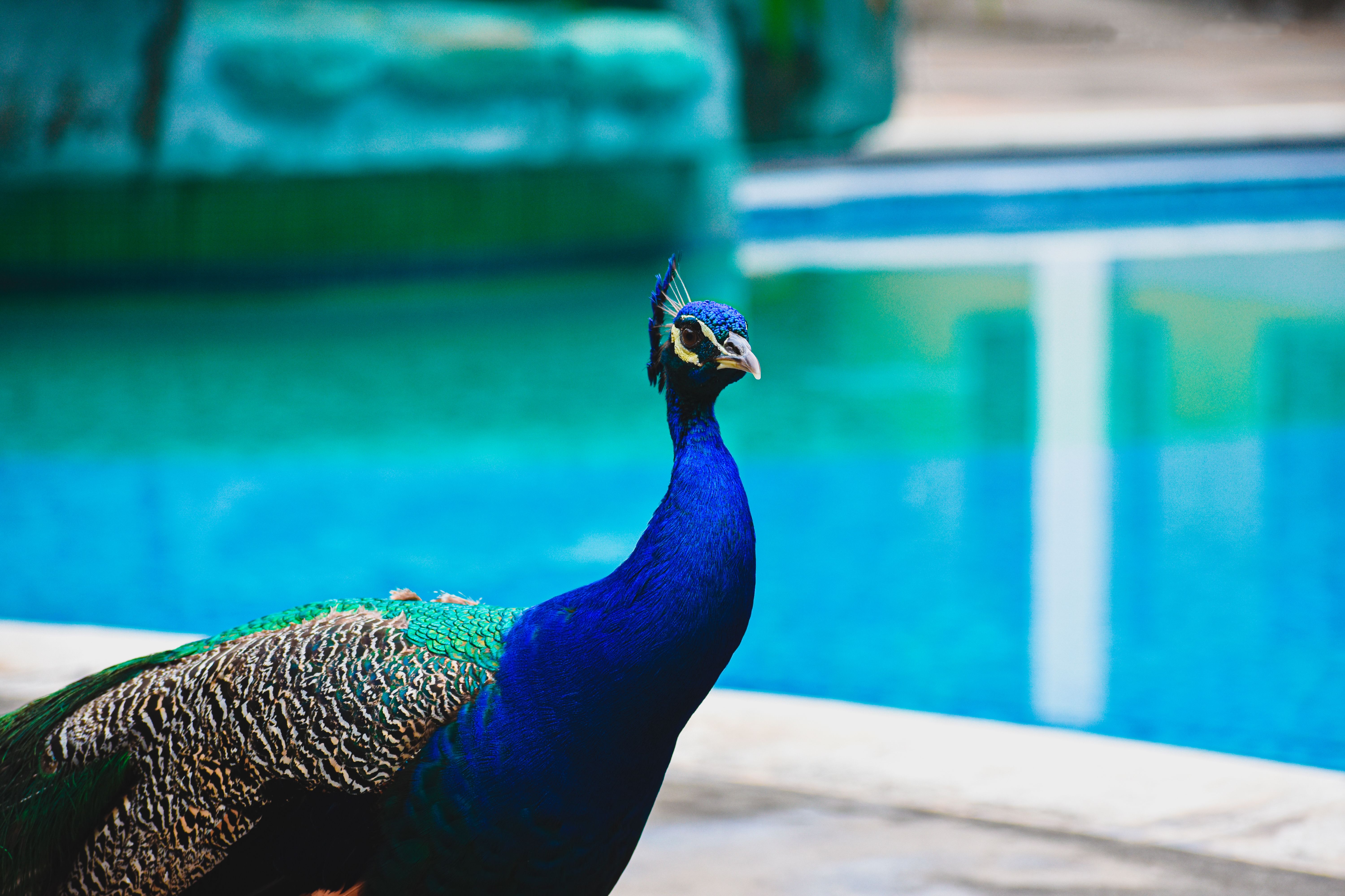 Peacock near Pool · Free Stock Photo