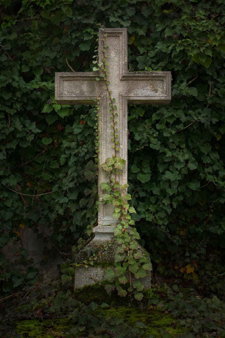 Ivy Growing On Stone Cross