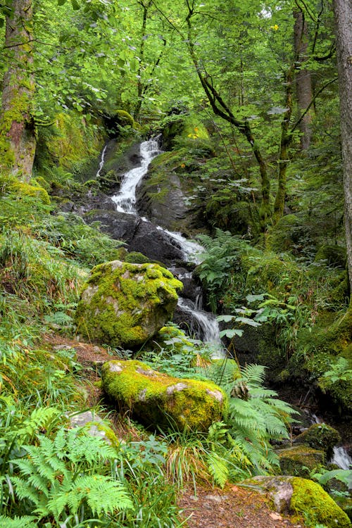 Stream Cascading on Rocks in Forest