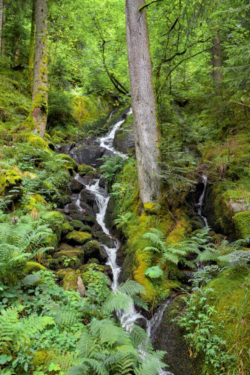 River Flowing Down among Rocks in Forest