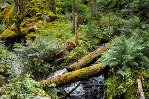 Free Vibrant forest scene with moss-covered rocks and flowing stream in Stosswihr, France. Stock Photo