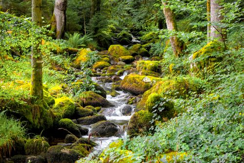 Free A vibrant forest stream flowing over mossy rocks in Stosswihr, France. Stock Photo