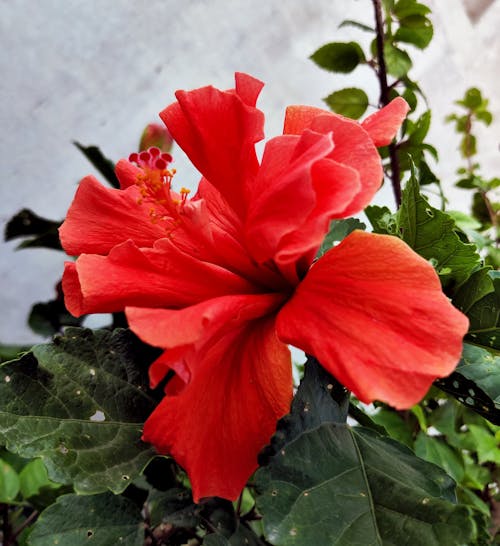 Hibiscus Flower | Red Flower