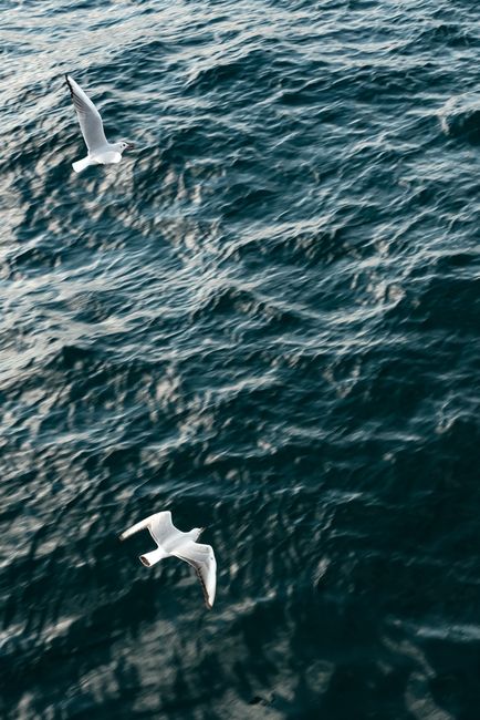 Aerial view of seagulls soaring above the waves of Istanbul's Bosphorus, capturing natural beauty and freedom.