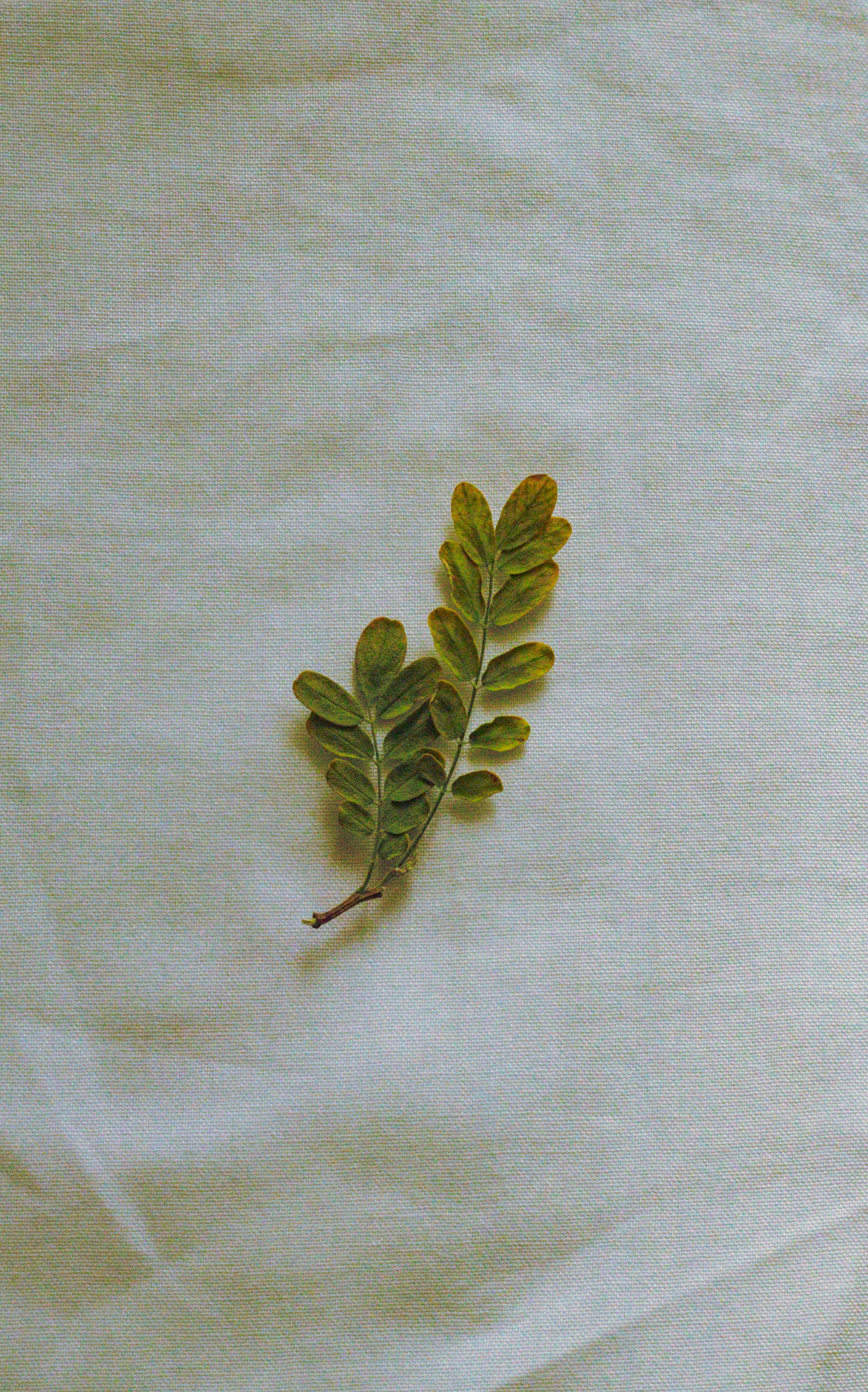 A single green leaf rests on a textured white fabric surface, embodying simplicity.