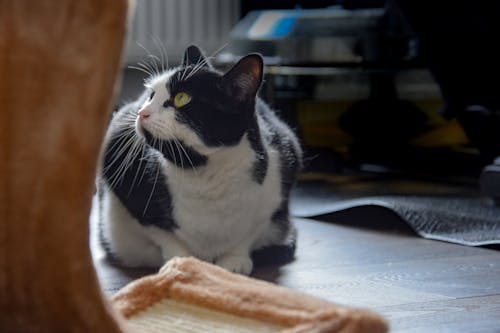 bicolor kedi, büyük kedi, ev kedisi içeren Ücretsiz stok fotoğraf