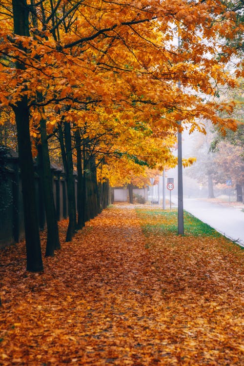 Free stock photo of alley, autumn, beautiful