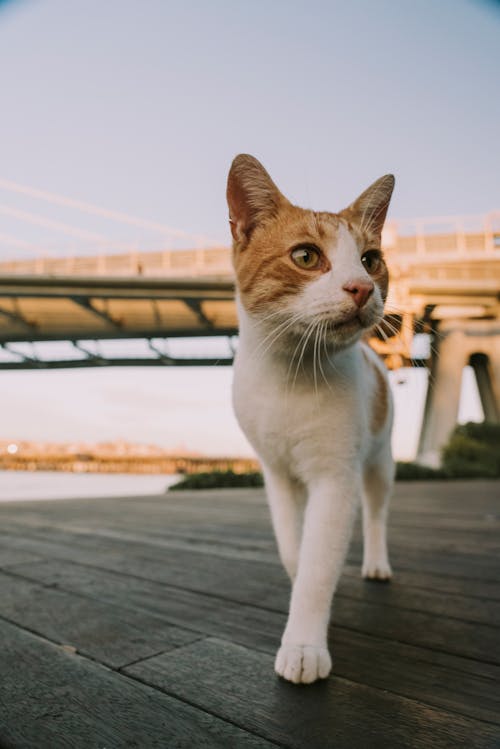 Close-up of a White and Ginger Cat 