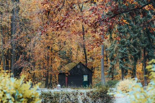 Wooden Cottage in Autumnal Forest