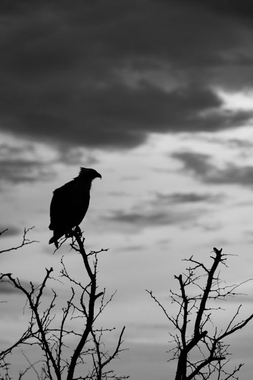 Безкоштовне стокове фото на тему «вертикальні постріл, відтінки сірого, Ворона»