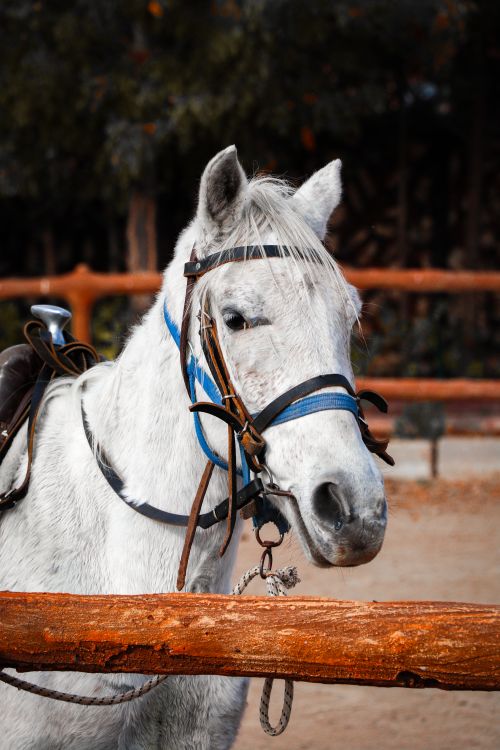 Free Close-up of a white horse standing in a rural pen, showcasing its natural elegance. Stock Photo