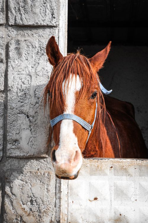 Free Capture of a brown horse peeking out of a stable window, showcasing its gentle nature in Kırıkkale. Stock Photo