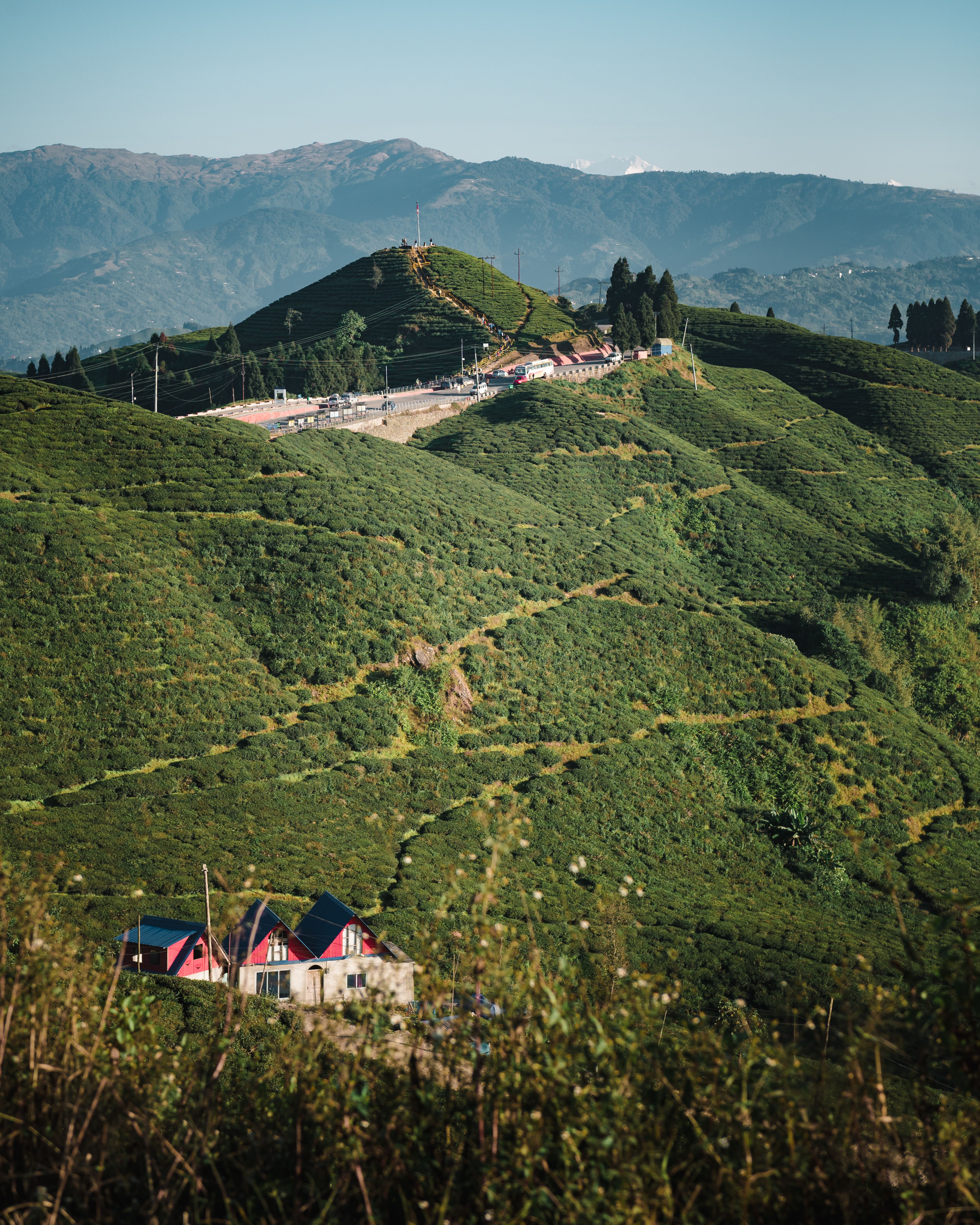 A red roofed house standing among the tea slopes of a Darjeeling estate, blue ridges rising beyond