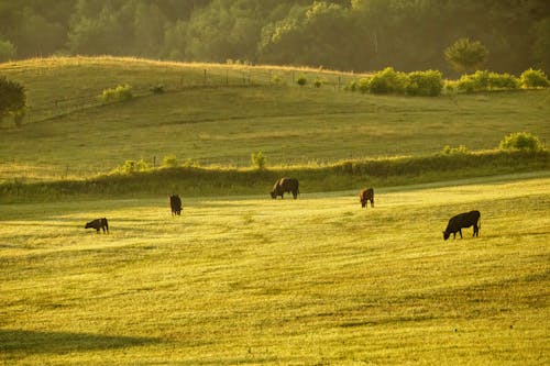 Kostenloses Stock Foto zu acker, außerorts, feld