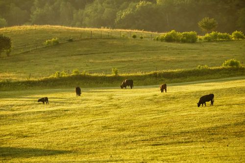 Free Peaceful scene of cattle grazing in the green meadows of Pepin, Wisconsin at sunset. Stock Photo