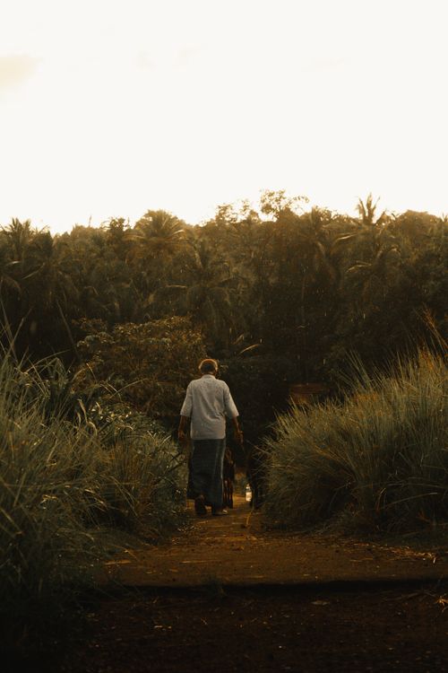 Free An elderly woman walks along a tranquil forest path, surrounded by greenery and natural beauty. Stock Photo