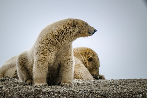 動物攝影, 北极熊, 地面 的 免费素材图片