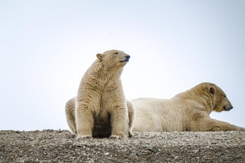 休息, 動物攝影, 北极熊 的 免费素材图片