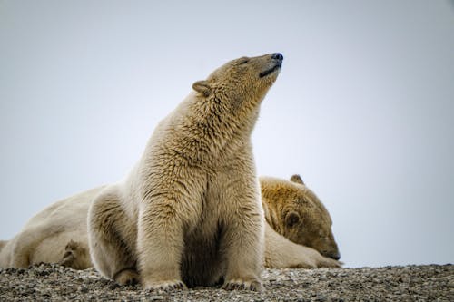 休息, 動物攝影, 北极熊 的 免费素材图片