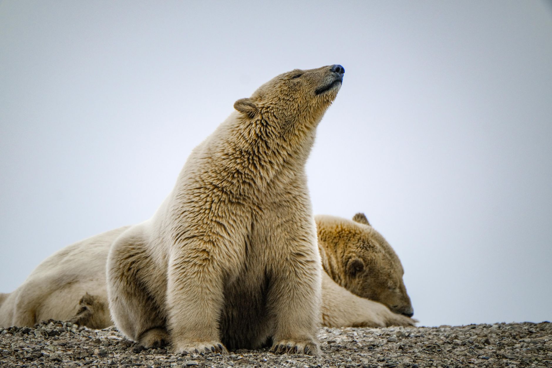 Spitsbergen'de karada uyuyan bir kutup ayisi