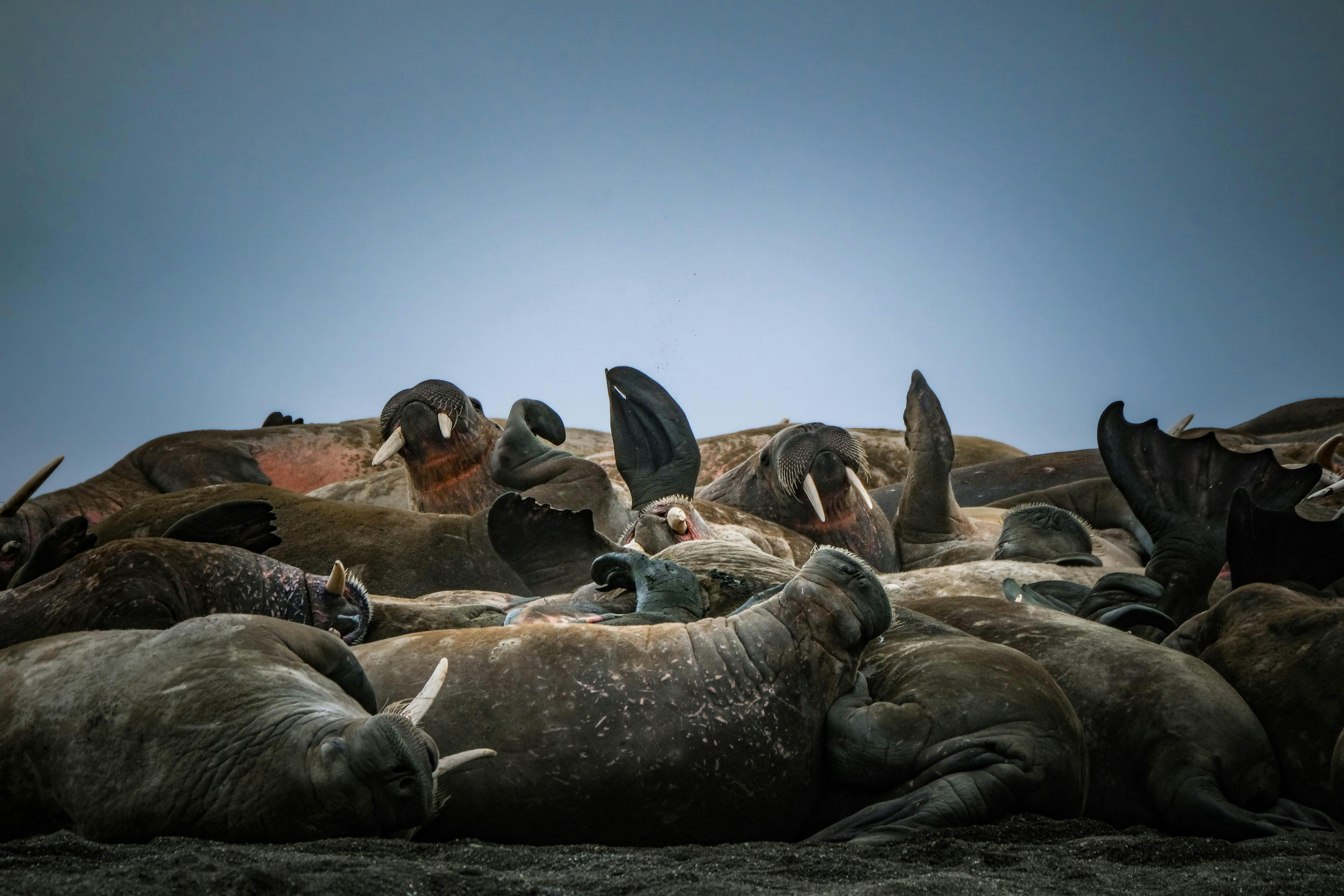 Multitudes Of Mammals