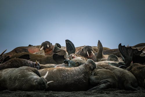 Fotobanka s bezplatnými fotkami na tému črieda, fotografie zvierat žijúcich vo voľnej prírode, mrože