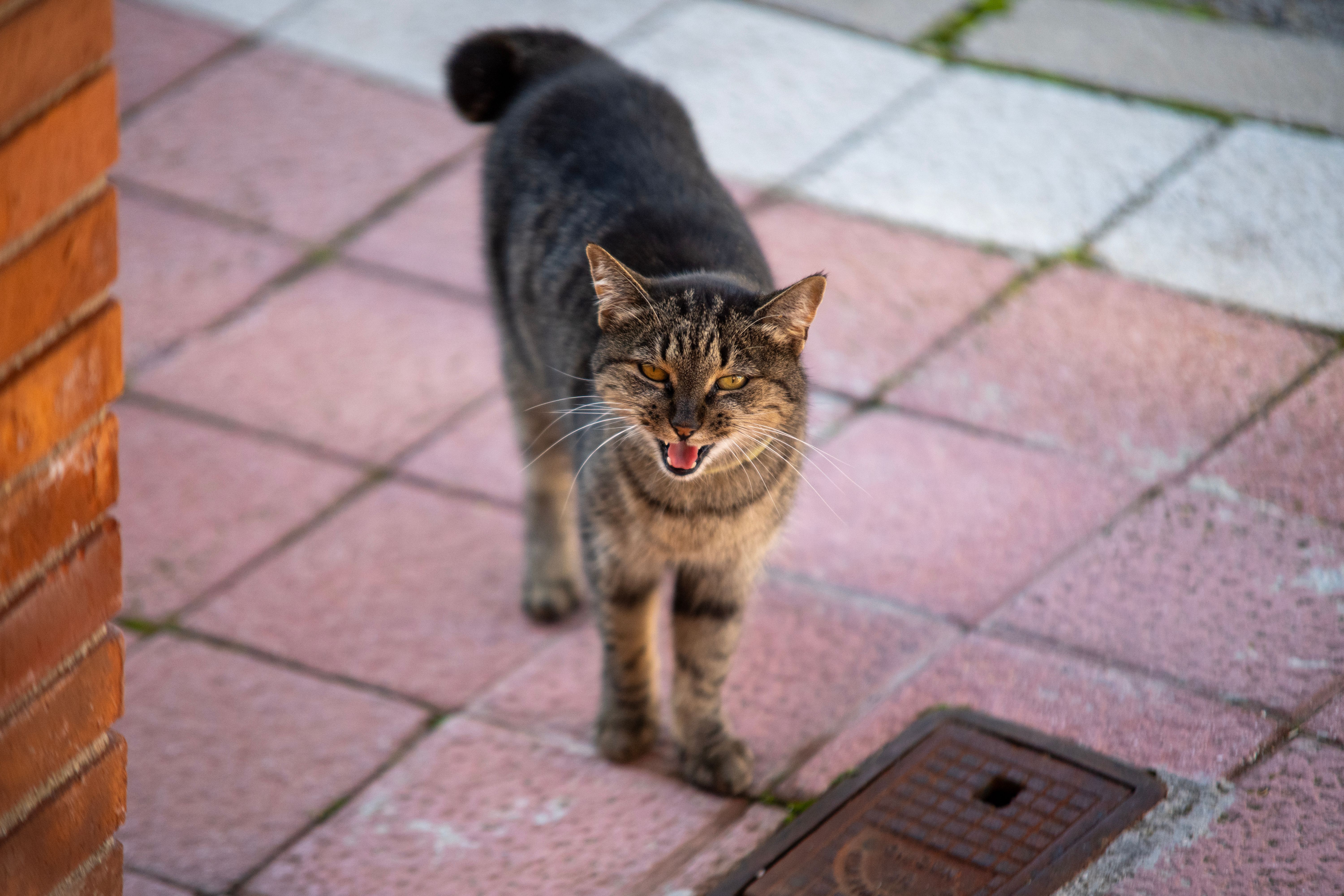 A close-up of a cat standing on a tiled urban balcony in Algete, Spain.