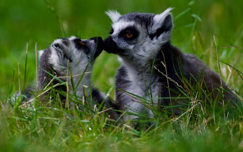 Kostenloses Stock Foto zu gras, lemuren, liegen