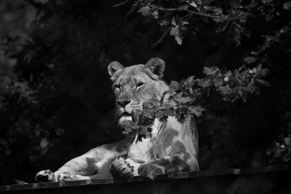 Black and white close-up of a lioness relaxing, highlighting the grace and strength of this majestic predator.