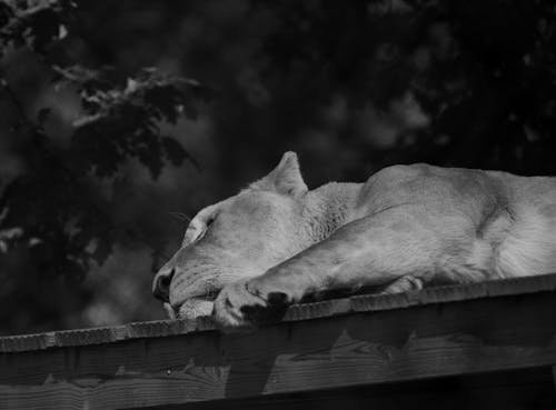 Free Lioness Sleeping on a Wooden Bridge in the Zoo Enclosure Stock Photo