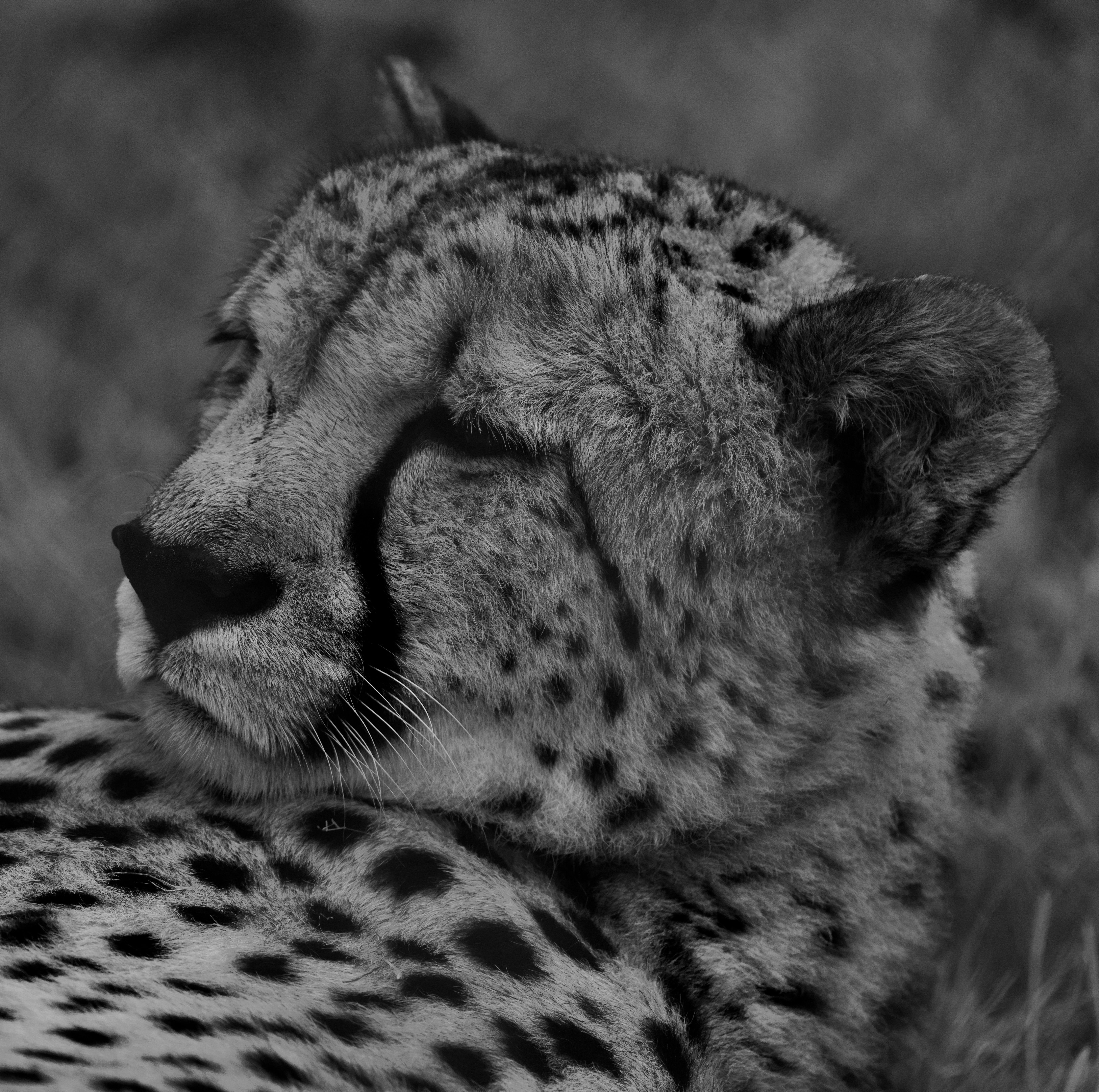Cheetah