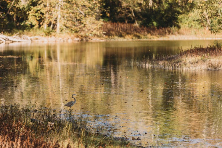 Heron Wading Through A River Bend