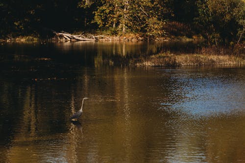 Ilmainen kuvapankkikuva tunnisteilla eläin, järvi, joki