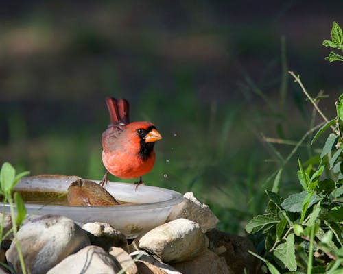 Close-up of a Northern Cardinal