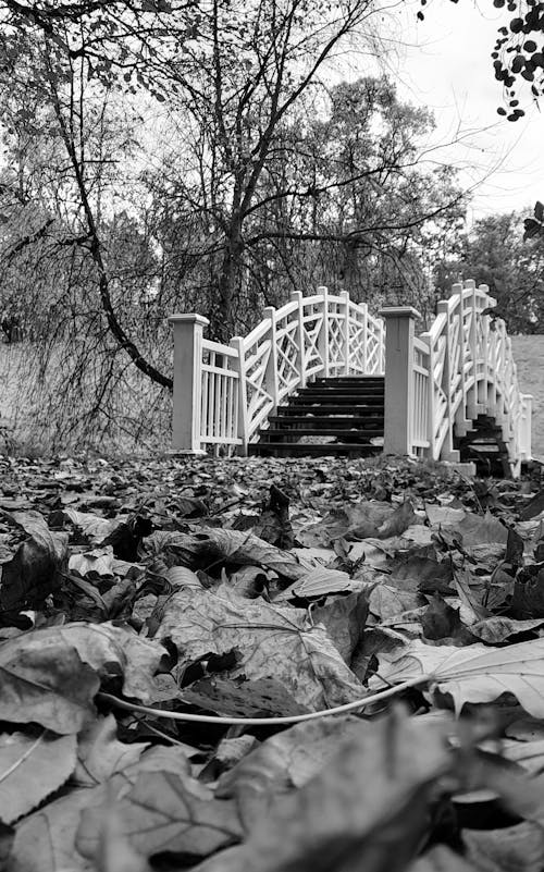 Fallen Leaves by Footbridge in Park