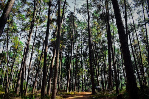 Imagine de stoc gratuită din arbori, codru, exotic