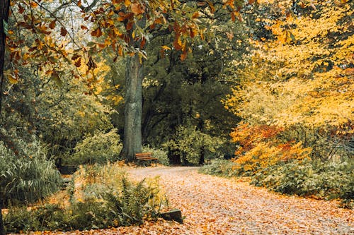 Imagine de stoc gratuită din arbori, aur, cădere