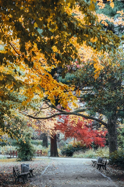 Tree Branches Above the Park Alley with Leaves in Autumn Colors