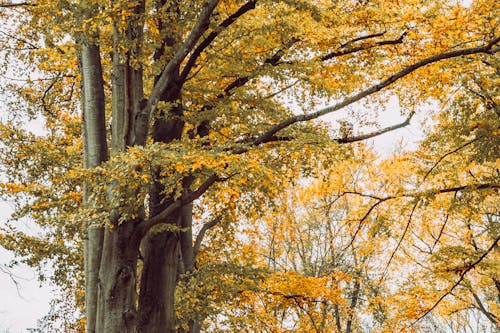 Безкоштовне стокове фото на тему «гілки, дерева, жовті листя»
