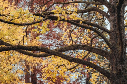 가을, 골드, 공원의 무료 스톡 사진