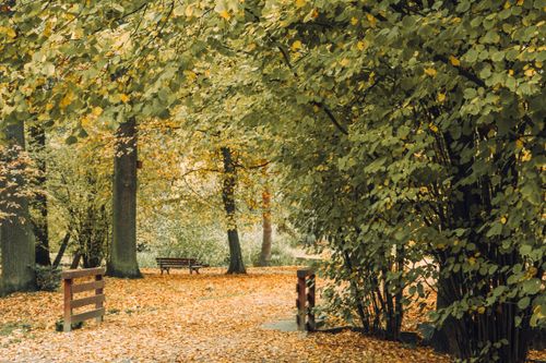 Free Peaceful autumn park scene featuring a path and benches surrounded by golden leaves and trees. Stock Photo