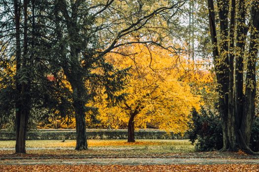 Captivating autumn landscape featuring vibrant yellow trees in a tranquil park setting.