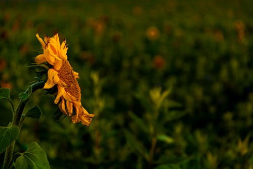 Foto stok gratis bunga matahari, flkwer, latar belakang bunga matahari