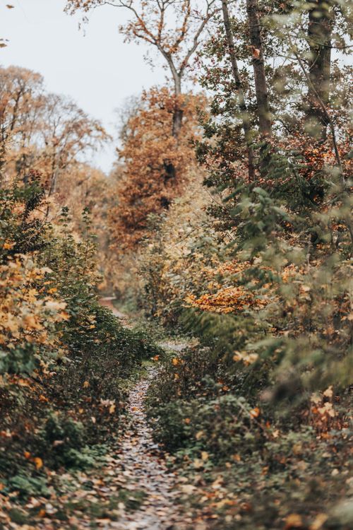 Free A tranquil footpath winds through a colorful autumn forest, showcasing nature's beauty. Stock Photo
