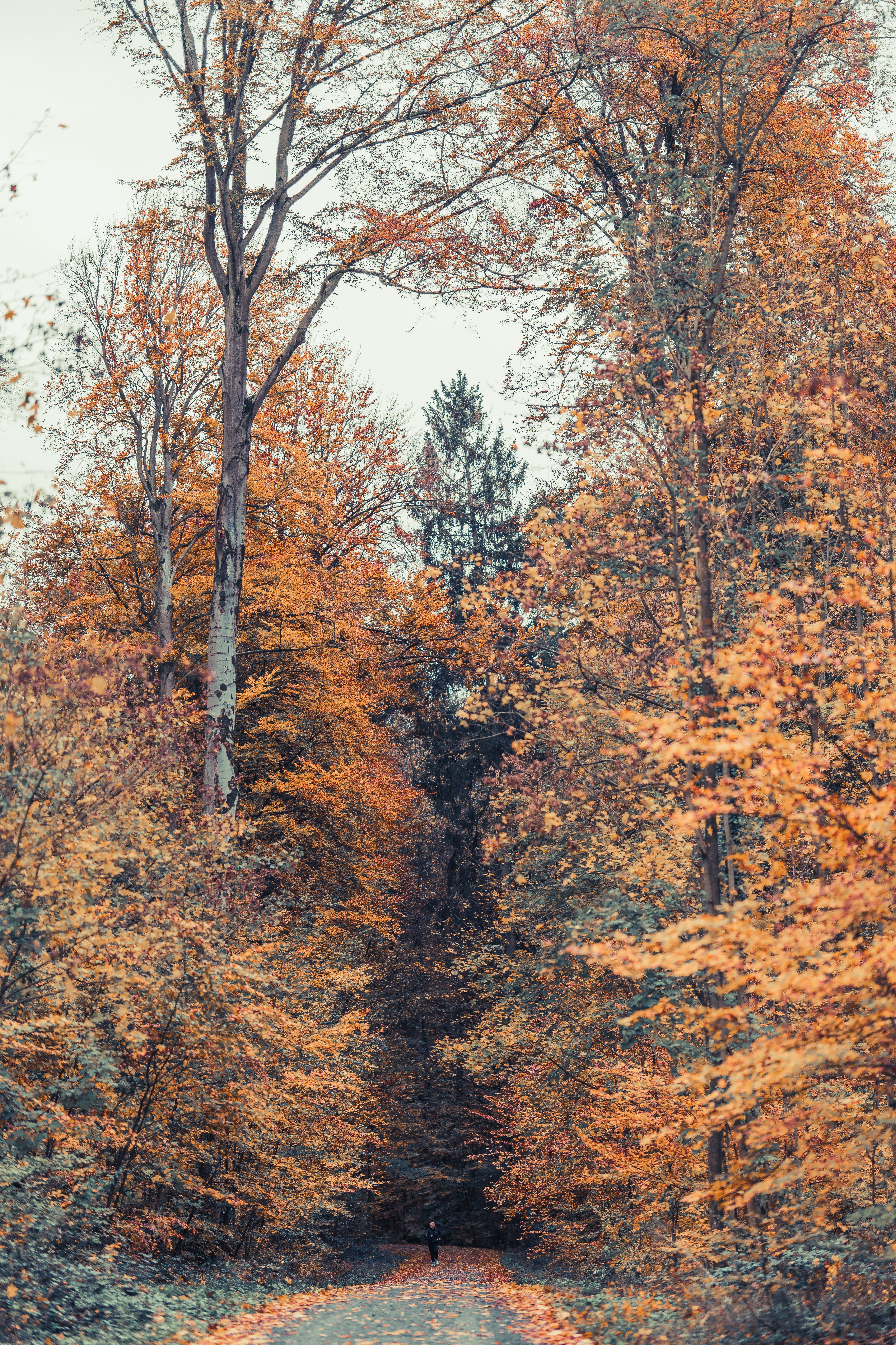 Colorful Trees around Dirt Road in Forest · Free Stock Photo