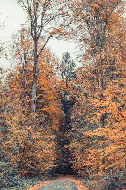 Person on Footpath in Autumn Forest