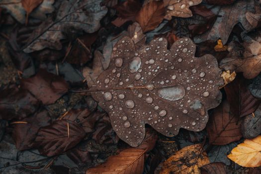 Close-up of an autumn oak leaf covered in raindrops, capturing the essence of fall.