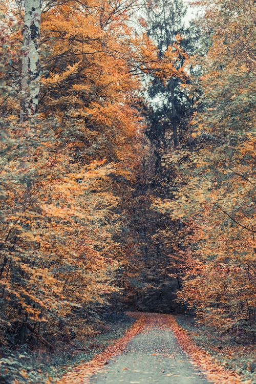 Free Stroll through a mesmerizing autumn forest path adorned with golden leaves, perfect for seasonal tranquility. Stock Photo